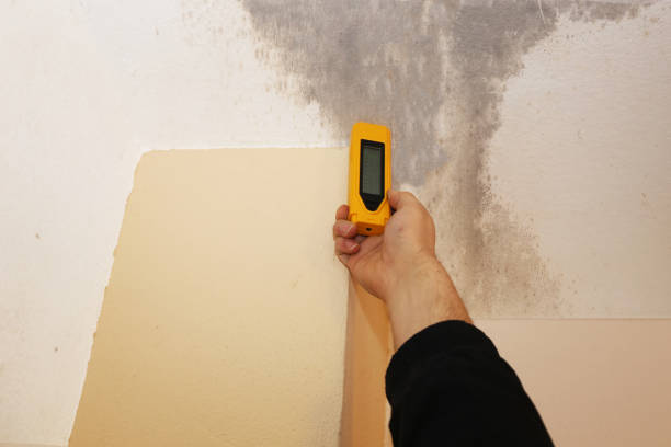Best Mold-Related Health Consultation  in Park View, IA